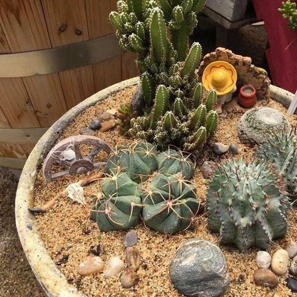 Cacti Garden Class